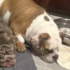 English bulldog puppies 