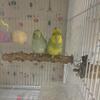 Untamed parrotlet female 