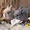 Pedigreed English Angora Rabbits