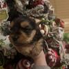 CKC Male Yorkie 