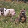 American bully