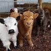 Available Mini Highland Calves & Pricing at Rhema Miniature Ranch