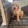 Mini Goldendoodle 