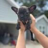 Beauitiful Healthy Frenchie Puppys