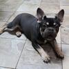 French Bulldog puppies 11 month old males 