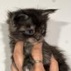 GORGEOUS MAINECOON FEMALE text 740-979-9668
