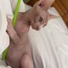 Sphynx kitten