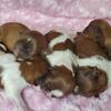 Shihtzu puppies - 5 newborn females available.