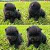 Akc chow chow puppies 