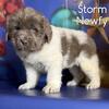 Storm Male Newfoundland