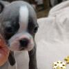 Boston terrier