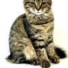 FEMALE Siberian kitten FOR SALE - DOB 04-15-25 brown mackerel tabby, SUGAR SWEET!