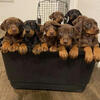 I have European/American European/American Doberman pincher puppies otw Akc registered 1500$