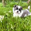Shih Tzu Puppy