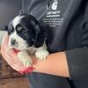 Cocker Spaniel Pups, AKC Registered