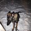Beautiful Black Sable Pure breed Belgium Malinois female pup needs good home