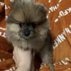 AKC Pomeranian Puppies for Sale