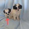 Shih-poo Male Puppy