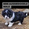 Mini Aussiedoodle Puppies for Sale