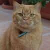 British Shorthair for adoption  