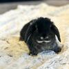Handsome Holland lop Bunny.