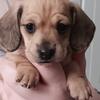 AKC Miniature Dachshund Shorthaired Cream Female Howell, Michigan