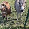 Mini horse and mini donkey