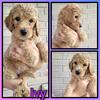 F1b Standard Goldendoodle puppies