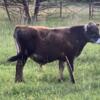 Miniature Jersey Bull - Registered, Polled Yearling
