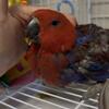 Sweet Baby Eclectus