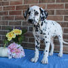 Dalmatian Puppy for Sale - New Castle Indiana