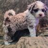 Adorable mini Aussiedoodle F1B male