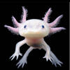 pink axolotl