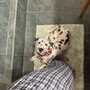 4 month old Dalmation puppy