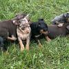 Pups for sale 330.324.9166 or 2023