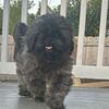 female shih tzu