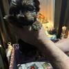Yorky female puppies