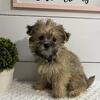 Male Shorkie Shih Tzu / Yorkie mix 