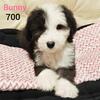 Sheepadoodle 