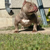 Adult Exotic Bully Female 
