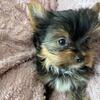 YORKSHIRE TERRIER PUPPIES 