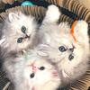 Persian Kittens for Sale – 8 Weeks Old – Vaccinated & Dewormed – $1000
