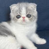 Foldex kittens available