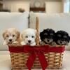 Bichpoo puppies