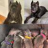 Cane Corso Puppies