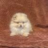 Pomeranian puppy