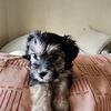 Rehoming Aussieton X Yorkie