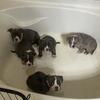 American Bullies puppies