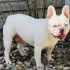 French Bulldog female
