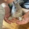 PUREBRED 100% NETHERLAND DWARF BUNNY RABBITS! 1.5-2.5 lbs Stay small